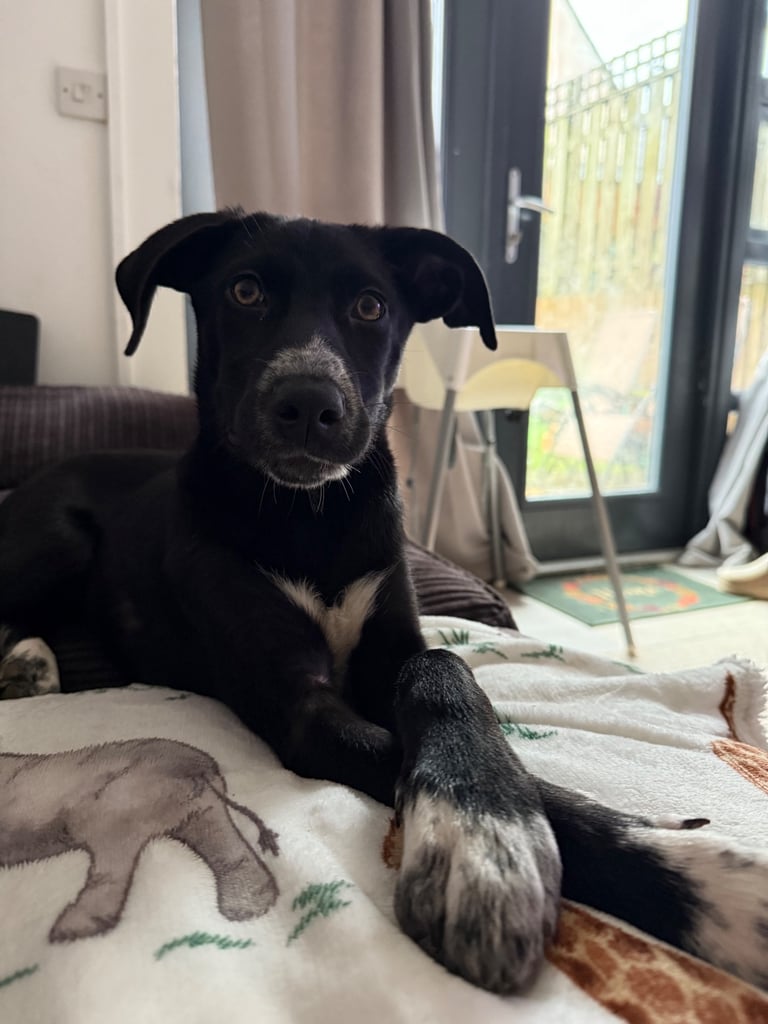 16 week old weimaraner x siberian husky female pup