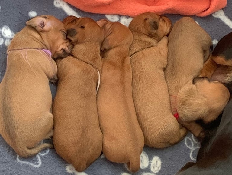 image for ✨ Beautiful Miniature Dachshund Puppies – Ready 8th December ✨