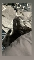 Black tabby kitten 