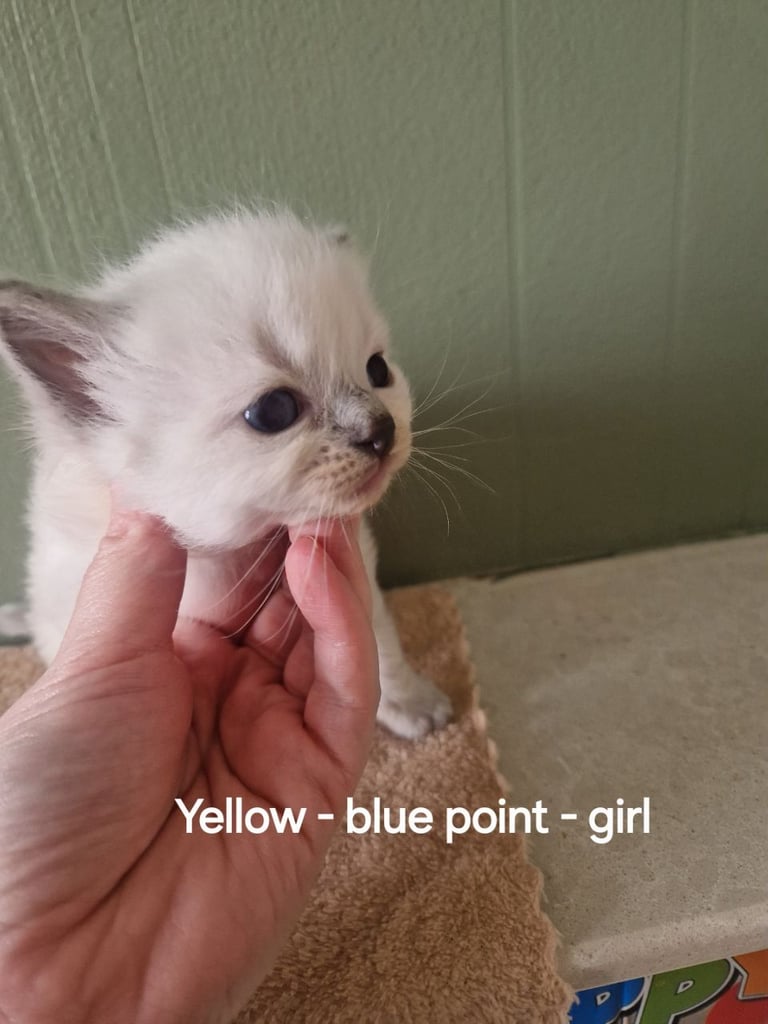 Ragdoll kittens - Ready to leave in 2 weeks 