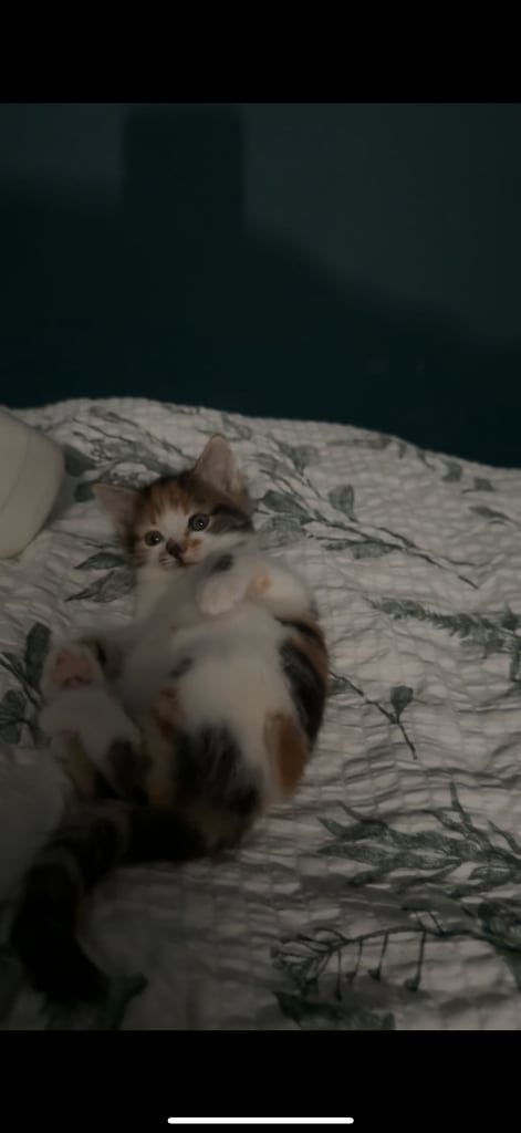 Kitten for sale! 