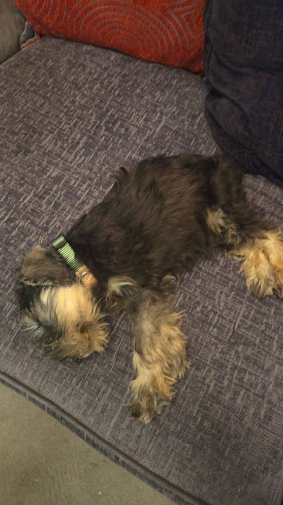 Adorable Miniature Schnauzer Puppies for Sale 