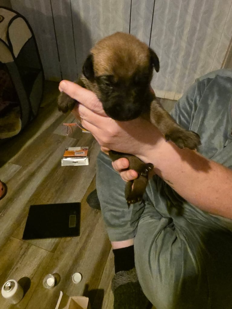 Belgian Mali cross bull greyhound puppies 