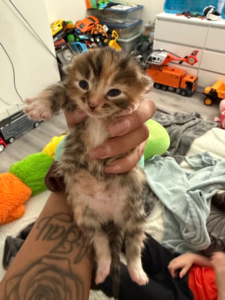 image for Kittens for sale 