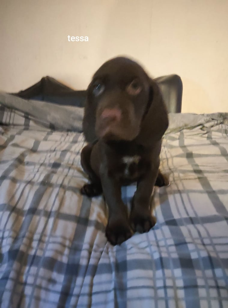 image for Spaniel viszla puppies for sale 
