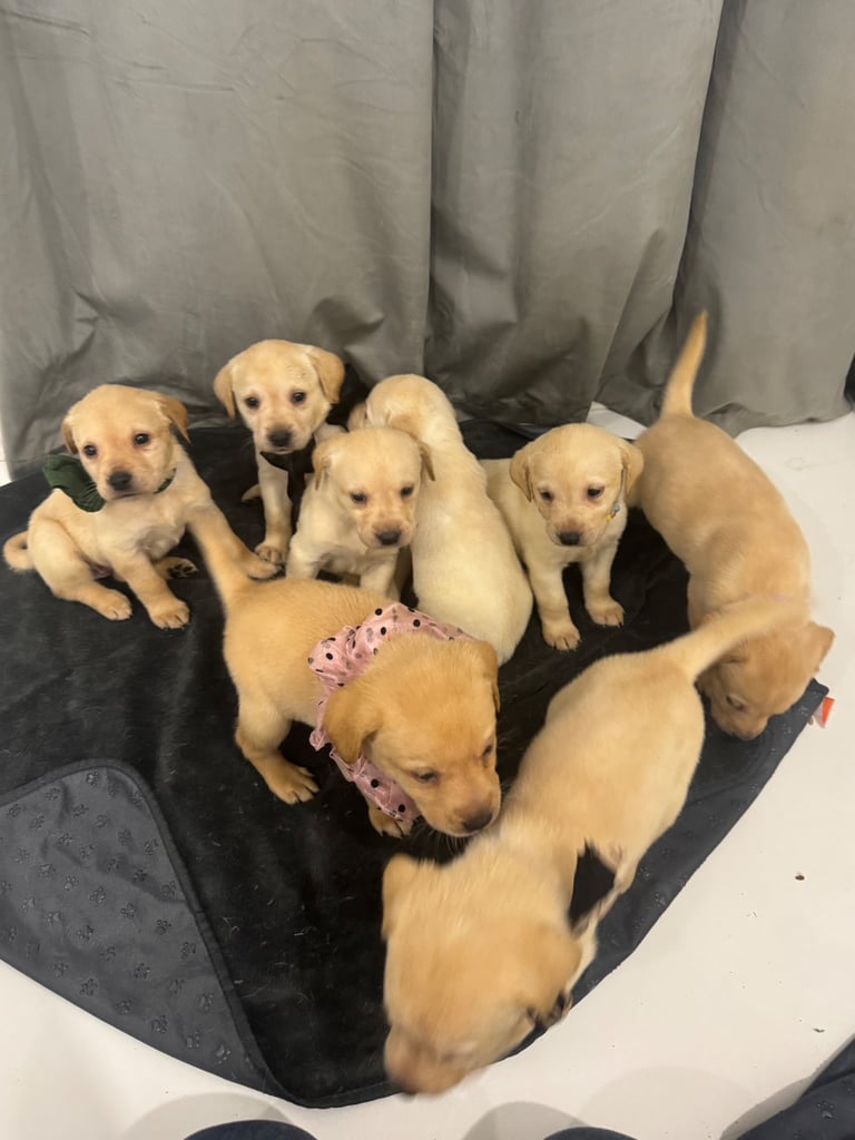 image for Pure breed Labrador retriever puppy’s. 