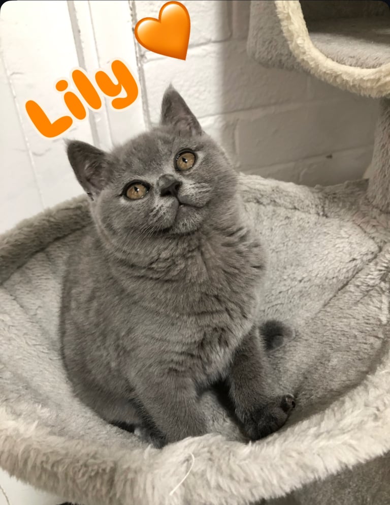 GCCF Active British shorthair kittens for sale