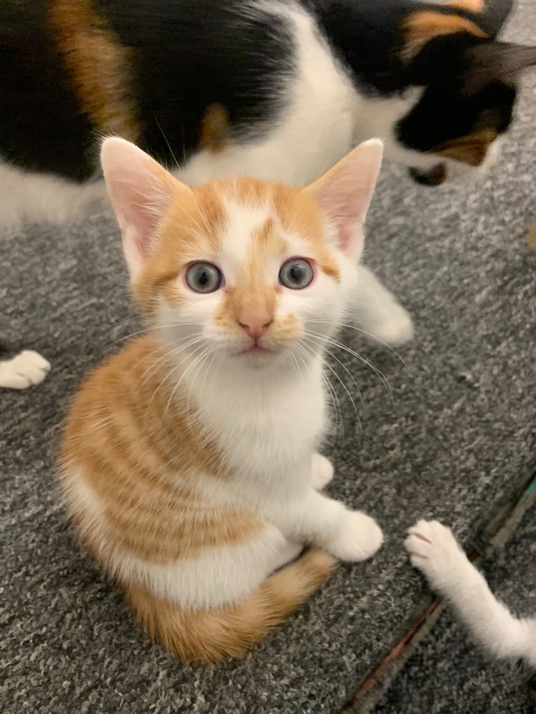 8 week old kittens 