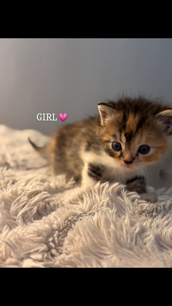 ONLY 2 LEFT! 🐾✨ Adorable Persian × Bengal Kittens Looking for Loving Homes! ✨🐾