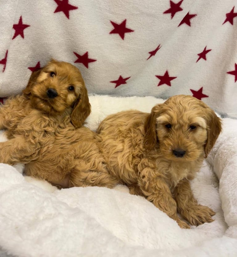 Cackapoo puppies for sale 
