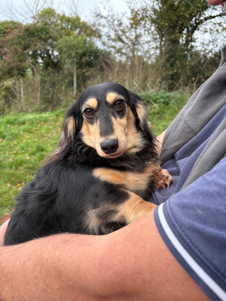 Miniature Long Haired Dachshund Puppies