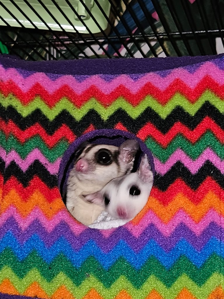Sugar gliders