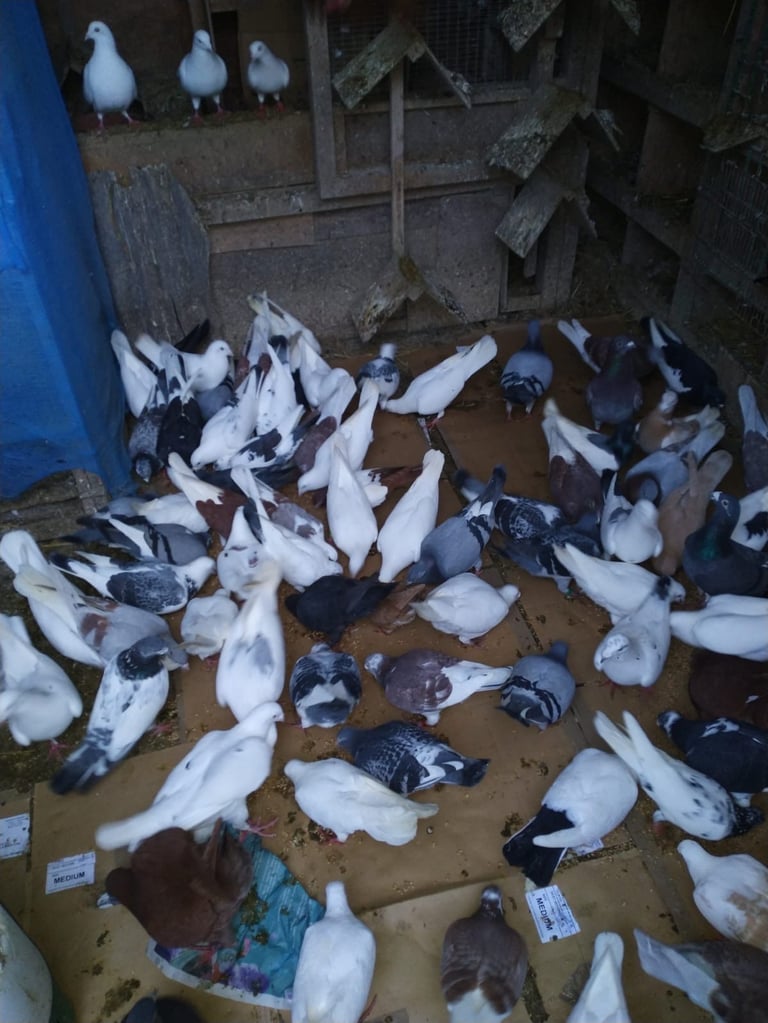 Birds for sale 