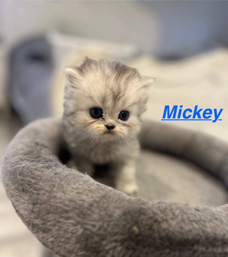 Gorgeous litter of 6 PKD Negative Persian kittens
