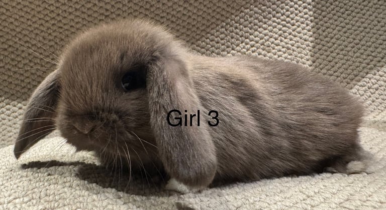 Mini-lop-rabbits Pets Gumtree