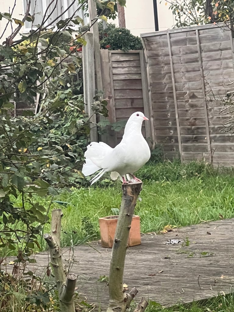Pigeons