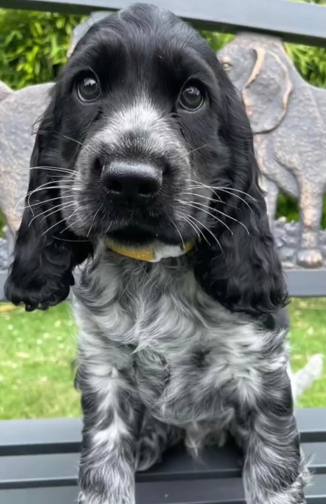 Kc registered cocker spaniel puppies cheap