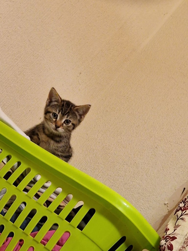 3 beautiful female kittens up for sale