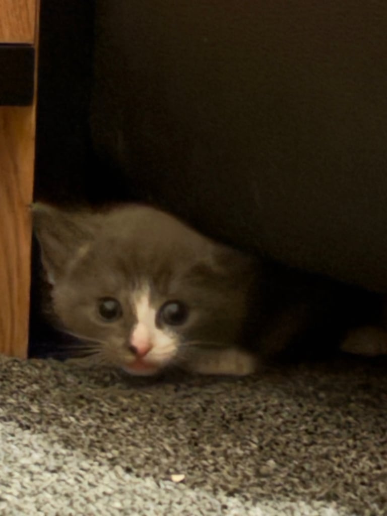 image for Kittens 