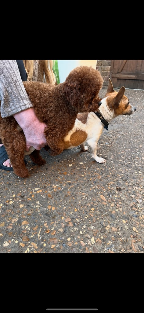 Miniature Asian toy Jackapoo puppys