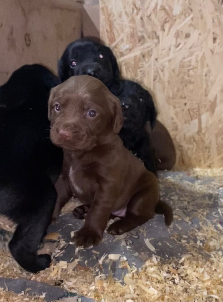 Labrador x Cocker Spaniel Puppies 