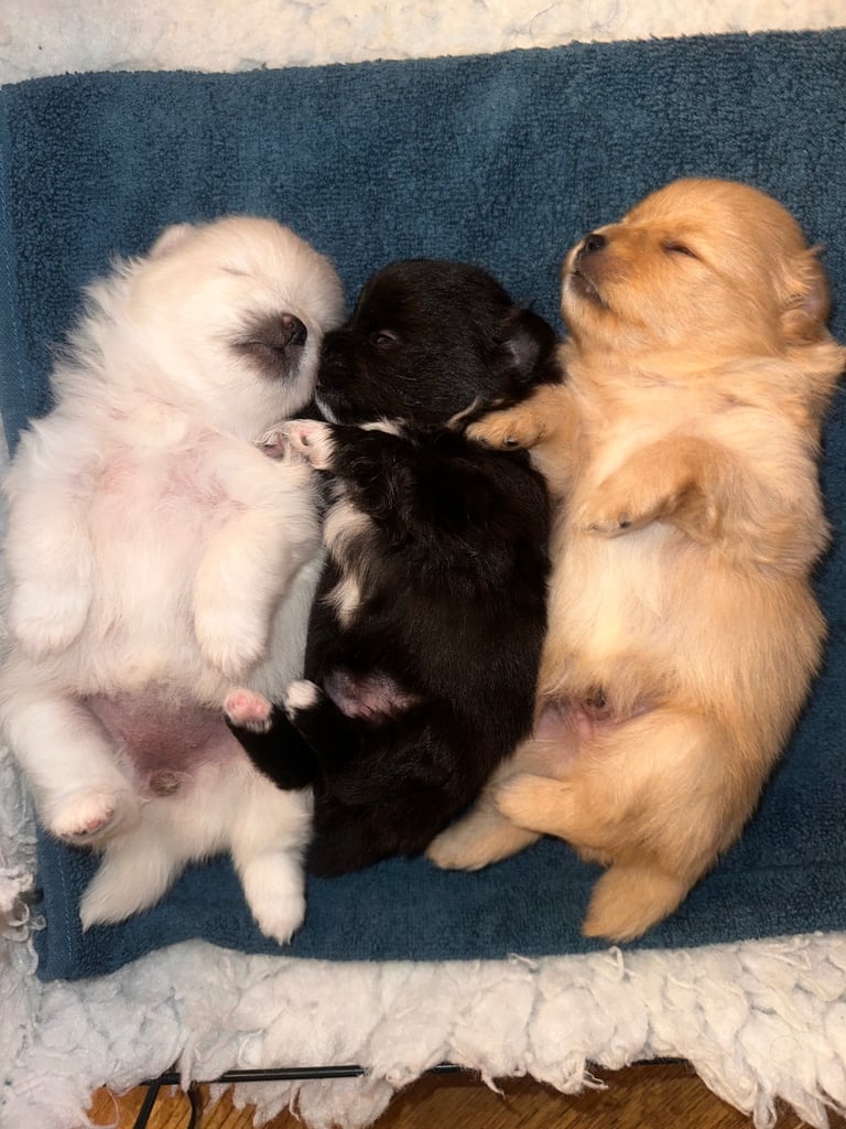 Champion bloodline Pomeranian puppies  