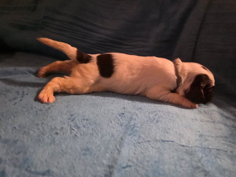 Springer spaniel pups 