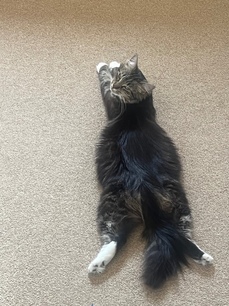 *1 year 5 months* half Norwegian forest cat