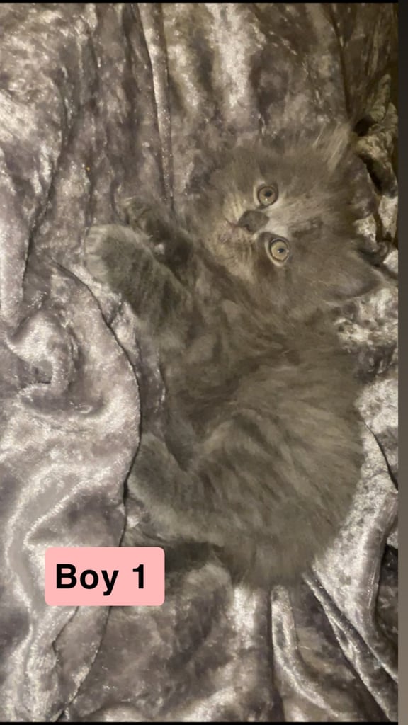 HALF BRITISH SHORTHAIR & HALF MAINECOON