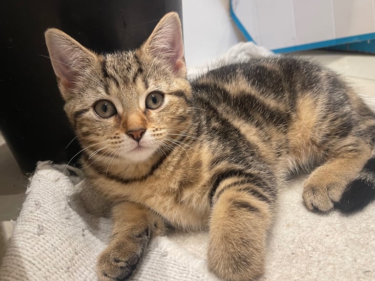 3 Cute Kittens for Sale **ALL SOLD OUT**