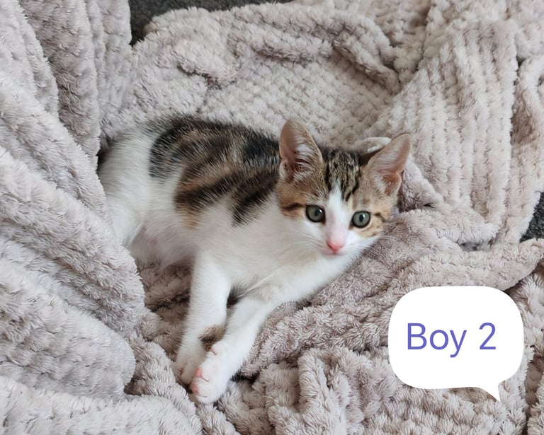 5 beautiful Kittens looking for their forever home 
