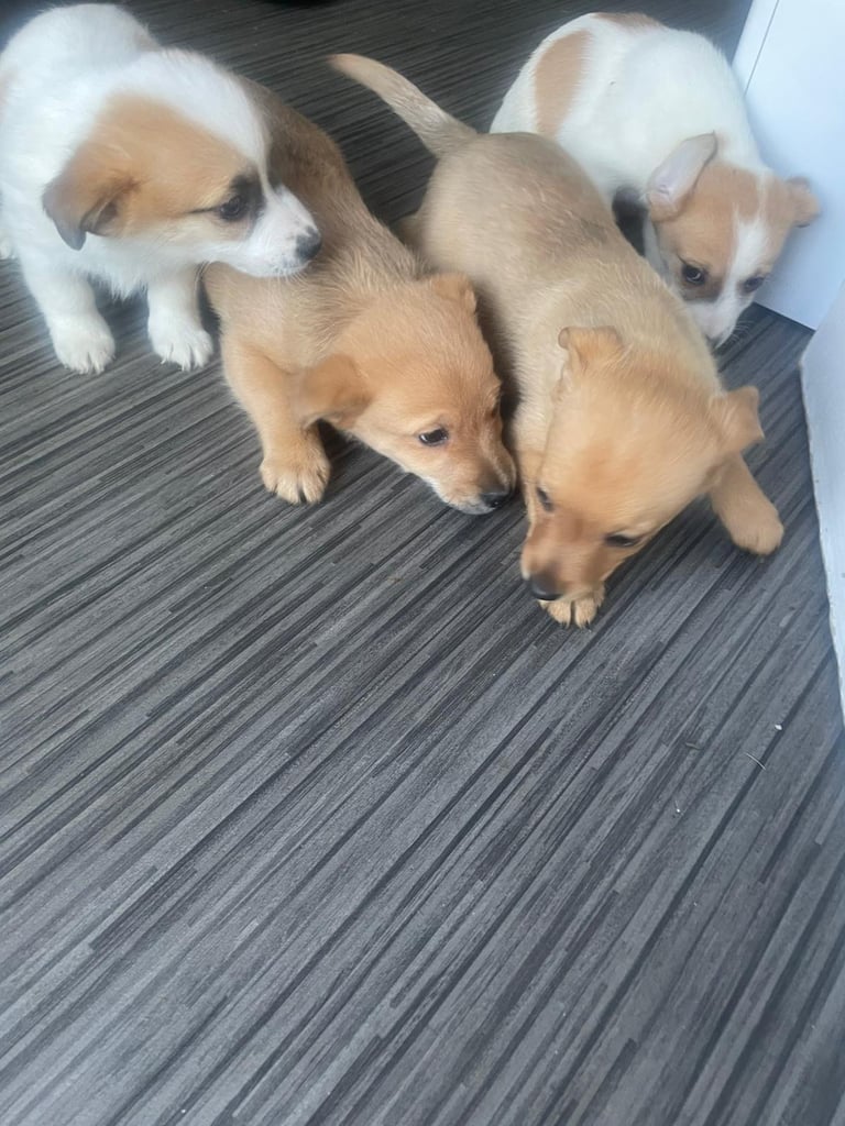 Jack x chihuahua puppies 