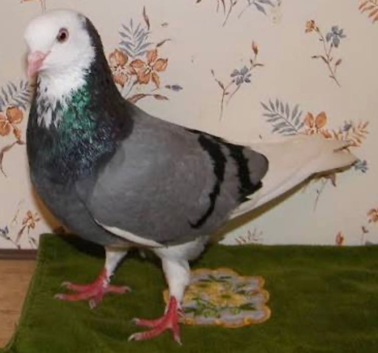 image for Rollers for sale 