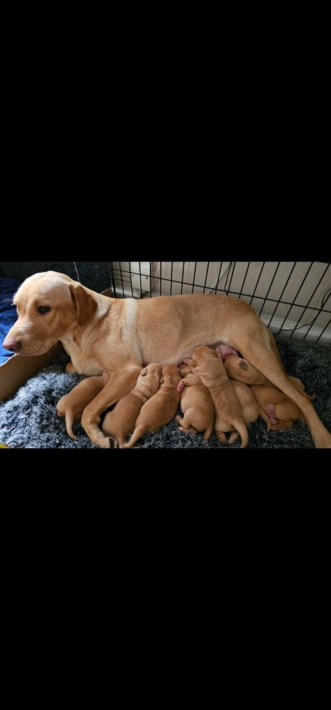 6 pedigree Beautiful labrador puppies 