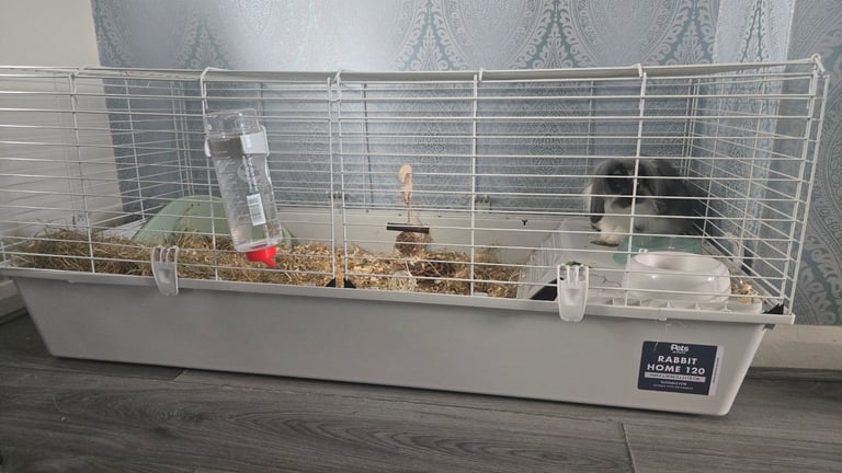 Mini lop / lion fluffy 4 month old rabbit .