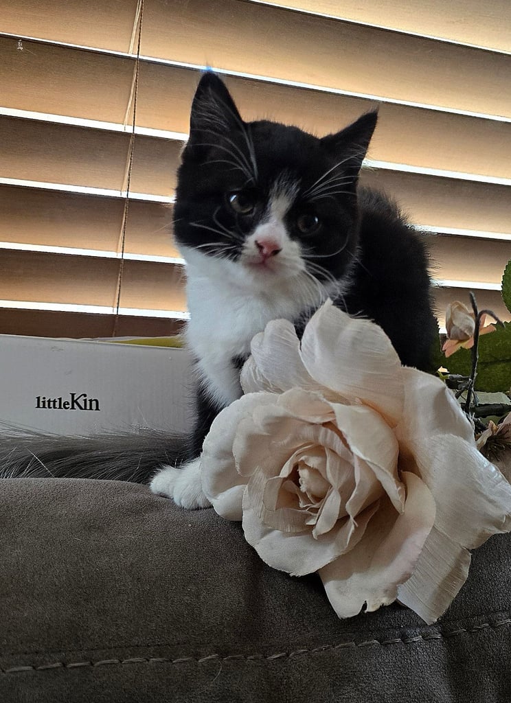 4 Fluffy kittens for sale