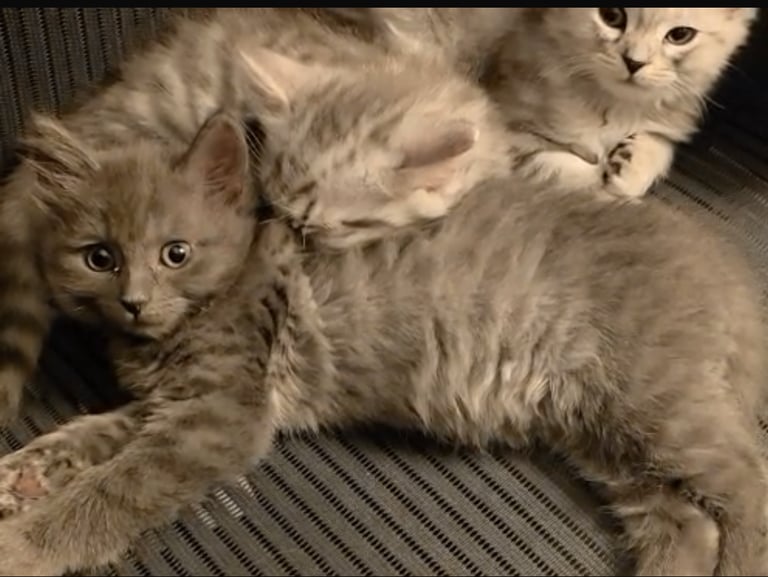 Maine coon / Persian/ British Blue mix - cute grey fluffy kitten ready to leave now