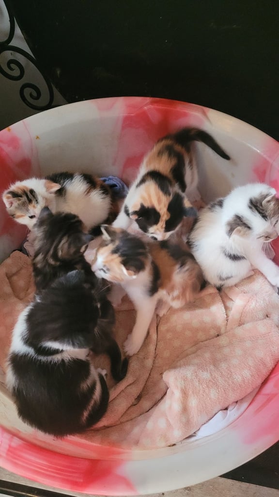 Beautiful kittens looking for their forever families 