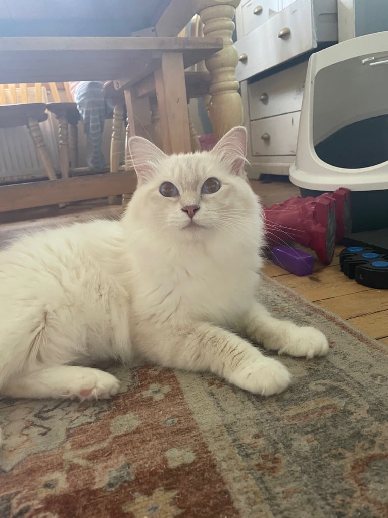 Ragdoll kittens for sale 4 boys left 