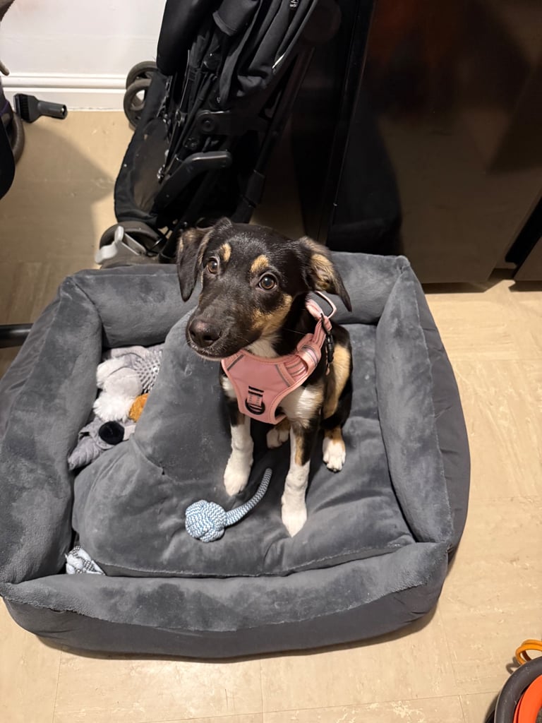 4 month old female collie/lurcher 