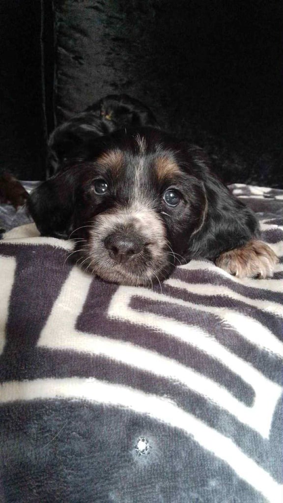 Puppy girl puppy boy