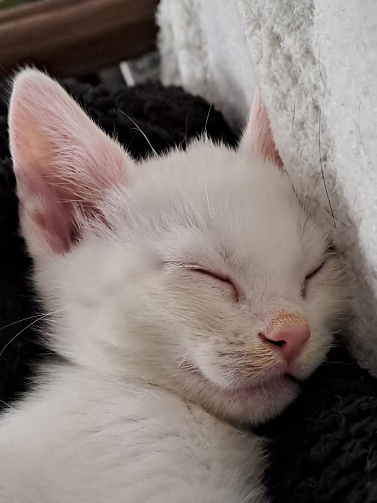 1 Stunning kitten for sale