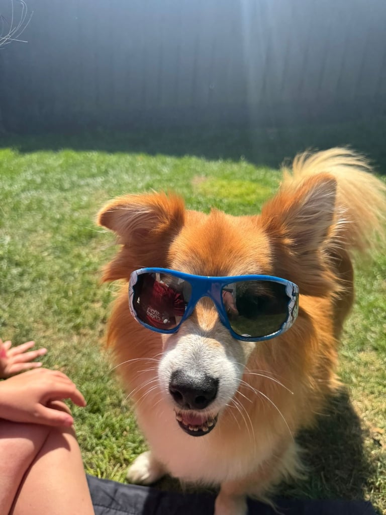 Re-homing two older dogs 