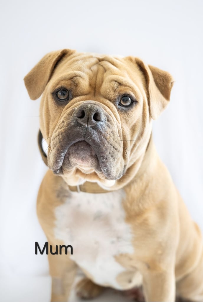 Last available boy Olde english bulldog for sale