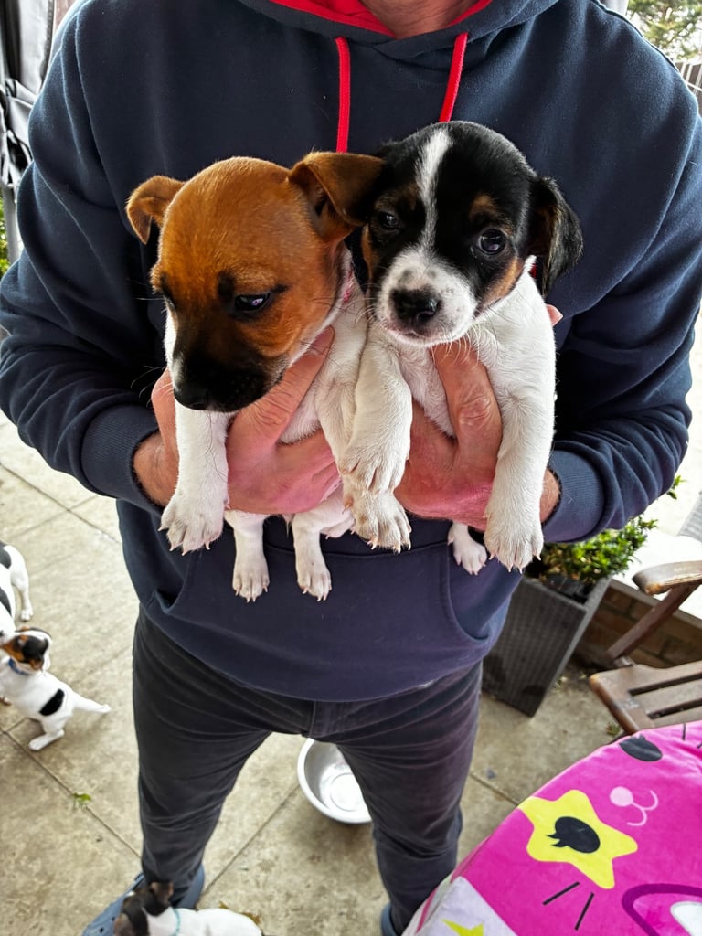 Jack Russell