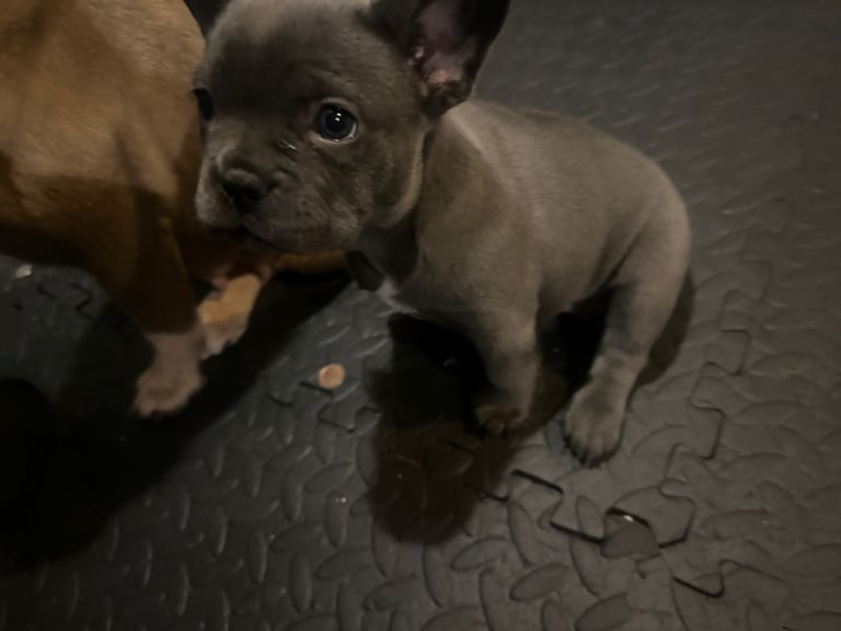 French bulldog puppy