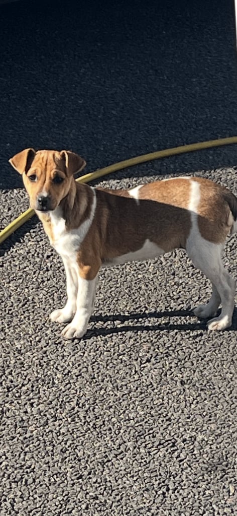 image for Jack Russell 