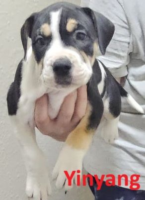 Confident & Well-Socialised Presa x Staffy Pups ready to leave 4/10/2025
