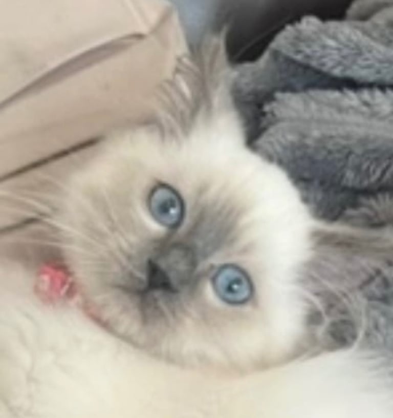 Ragdoll kitten pure breed 