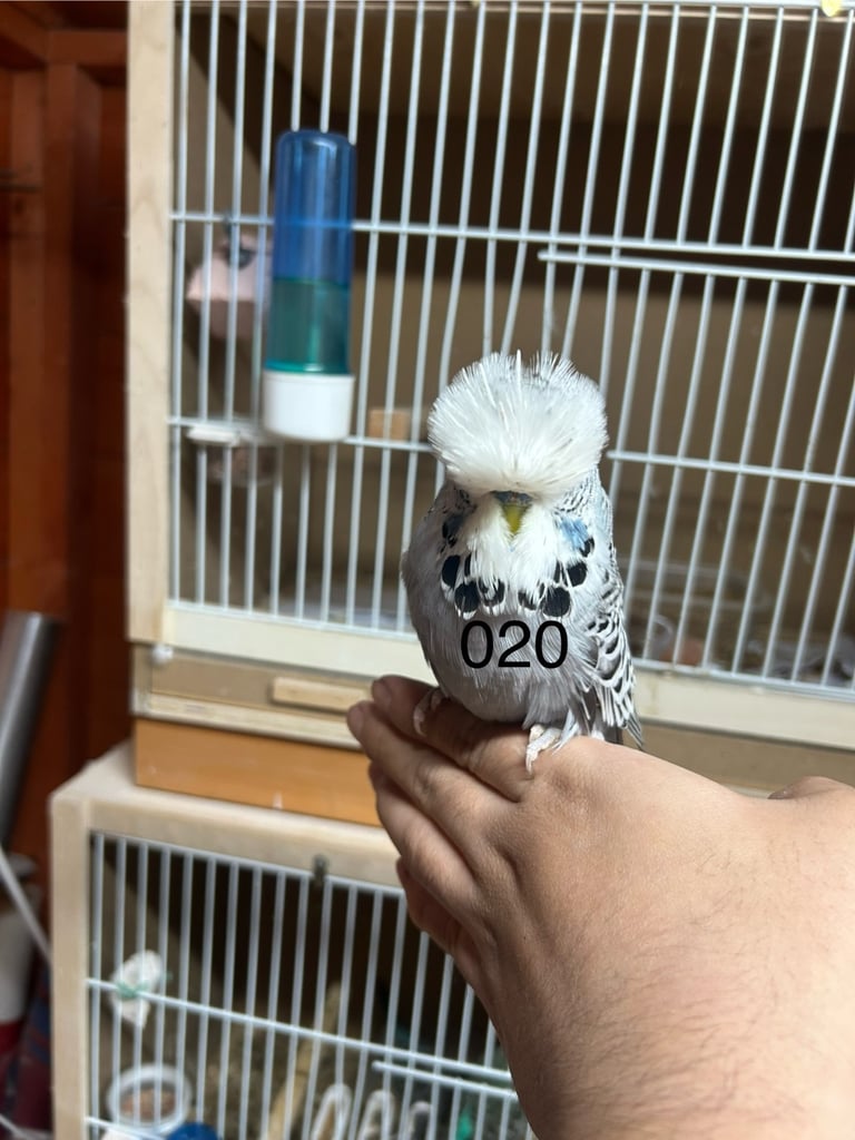 Budgies Hand Tamed 